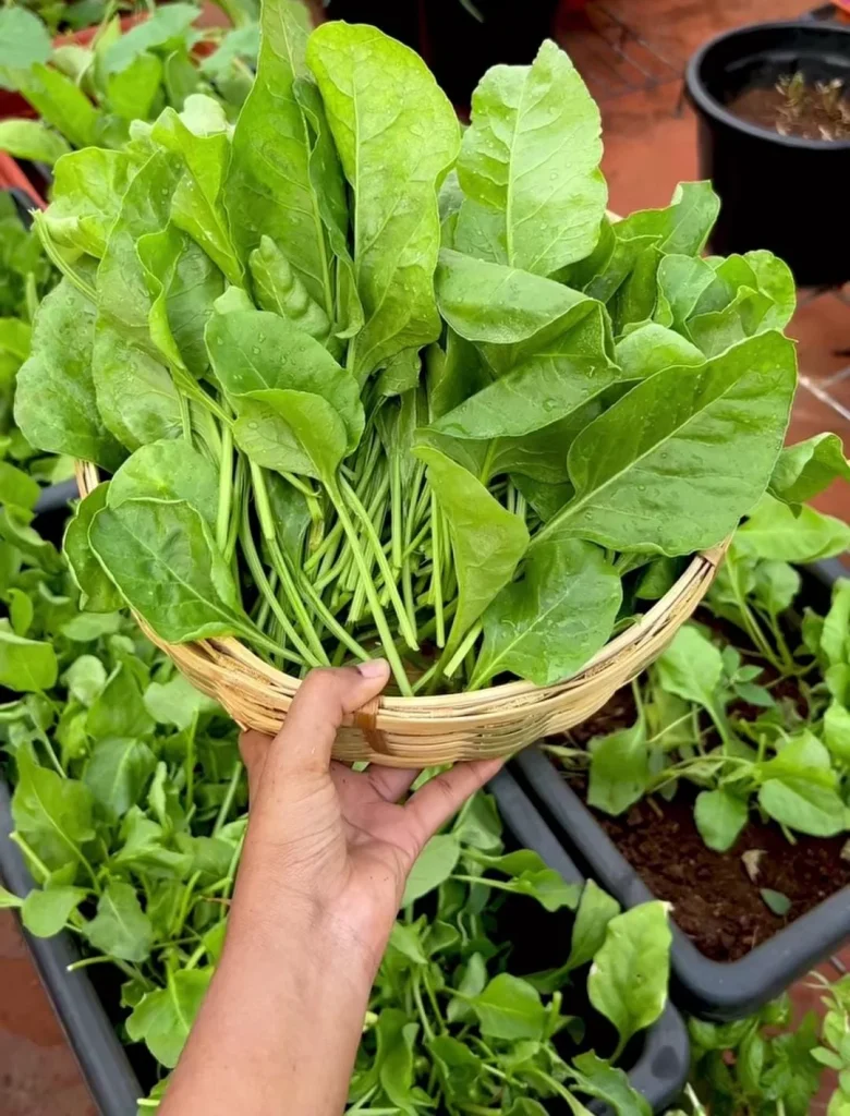 Leafy Greens