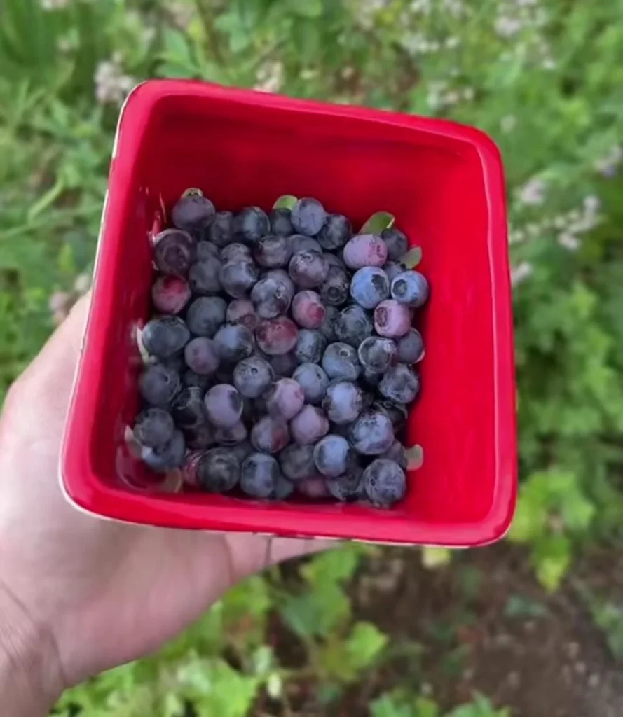 Blueberries