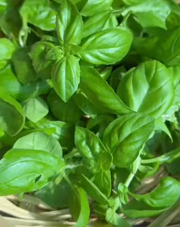 Wash and Dry the Basil